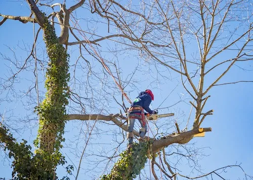 Arborist Reports