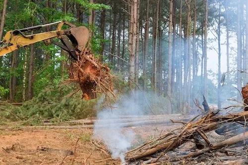 Stump Removals