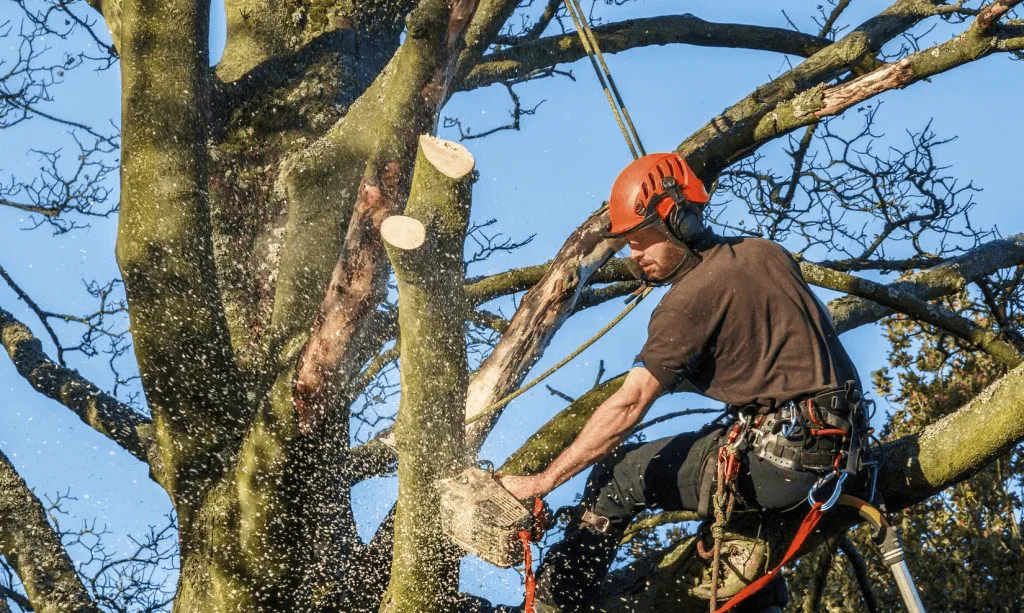 Tree Pruning